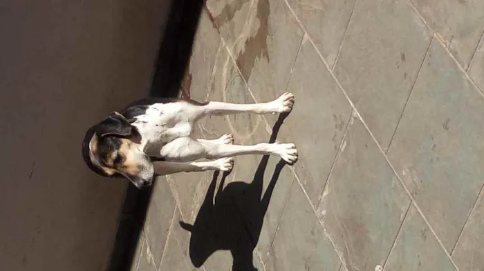 Cachorro raça Perdigueiro idade 1 ano nome Pandora