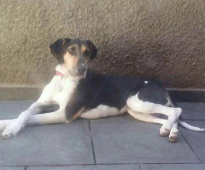 Cachorro raça Perdigueiro idade 1 ano nome Pandora