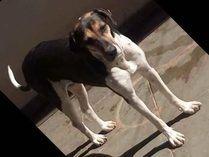 Cachorro raça Perdigueiro idade 1 ano nome Pandora