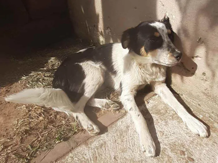 Cachorro ra a Sem raça definida idade 7 a 11 meses nome Pileque