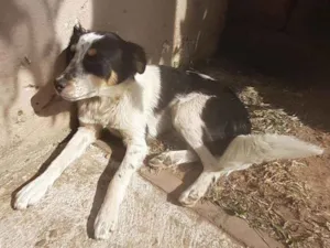 Cachorro raça Sem raça definida idade 7 a 11 meses nome Pileque