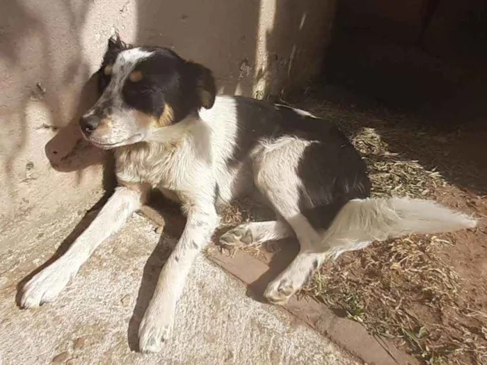 Cachorro ra a Sem raça definida idade 7 a 11 meses nome Pileque