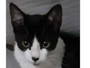 Gato raça  idade  nome Gatinha