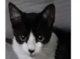 Gatinha