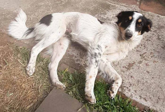 Cachorro ra a Sem raça definida idade 7 a 11 meses nome Lili