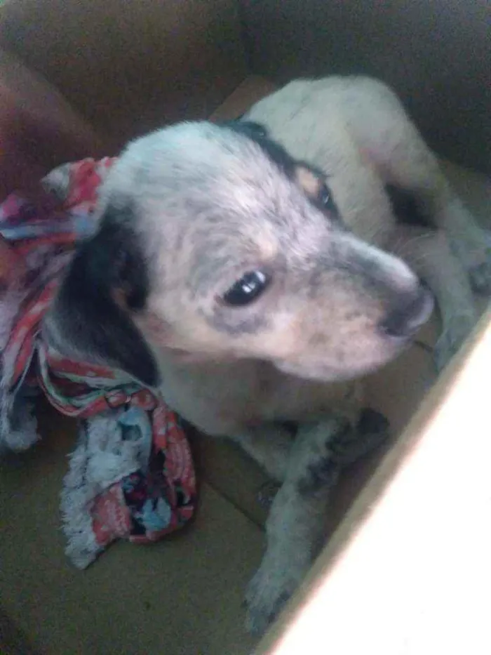 Cachorro raça Mistura com dalmata idade Abaixo de 2 meses nome Moly