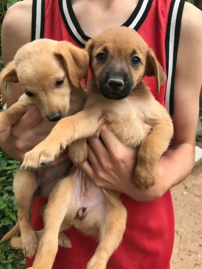 Cachorro ra a Vira lata  idade 2 a 6 meses nome Sem nome ainda 