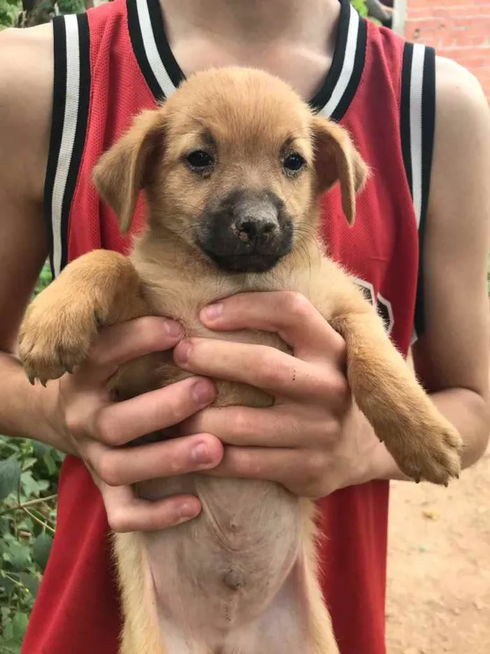 Cachorro ra a Vira lata  idade 2 a 6 meses nome Sem nome ainda 