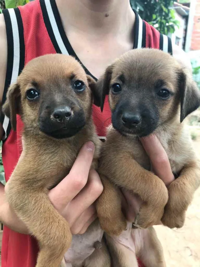 Cachorro ra a Vira lata  idade 2 a 6 meses nome Sem nome ainda 