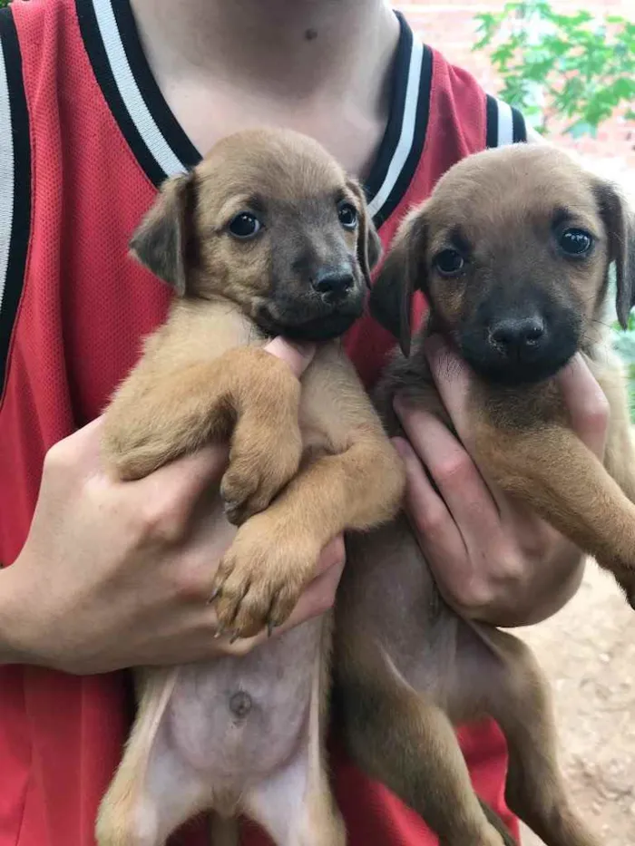 Cachorro ra a Vira lata  idade 2 a 6 meses nome Sem nome ainda 