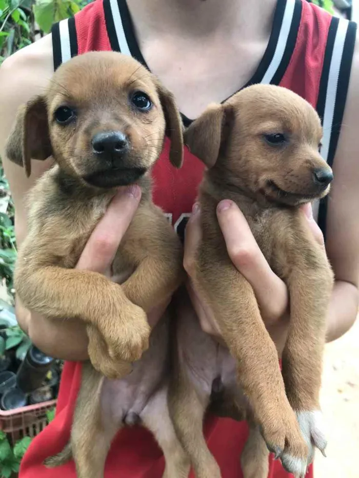 Cachorro ra a Vira lata  idade 2 a 6 meses nome Sem nome ainda 