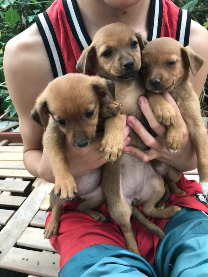 Cachorro ra a Vira lata  idade 2 a 6 meses nome Sem nome ainda 