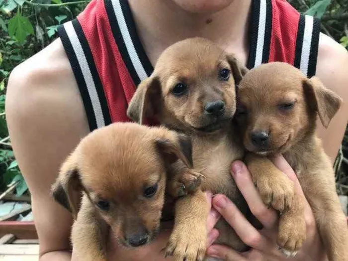 Cachorro ra a Vira lata  idade 2 a 6 meses nome Sem nome ainda 