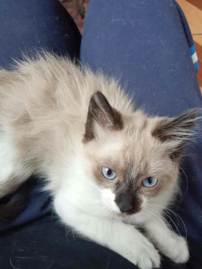 Gato ra a Vira lata idade Abaixo de 2 meses nome Sem nome
