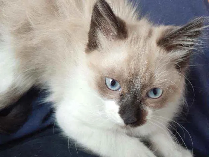 Gato ra a Vira lata idade Abaixo de 2 meses nome Sem nome