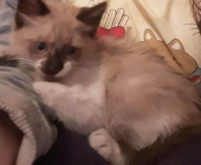Gato ra a Vira lata idade Abaixo de 2 meses nome Sem nome
