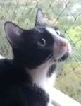 Joao