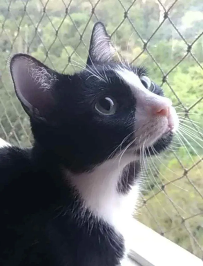 Gato ra a Srd idade 2 anos nome Joao