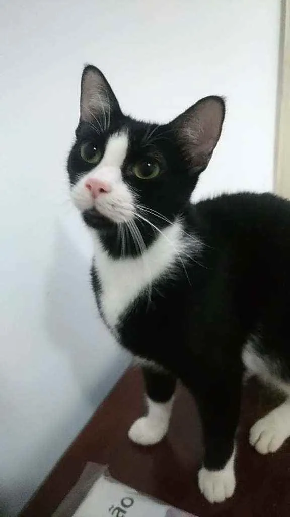 Gato ra a Srd idade 2 anos nome Joao