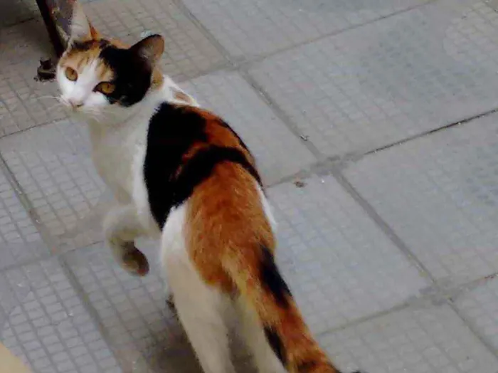 Gato ra a  idade  nome Sem nome
