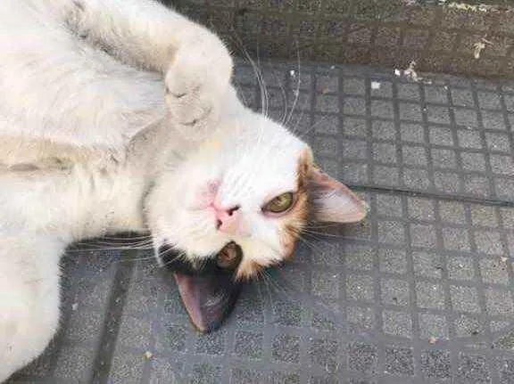 Gato ra a  idade  nome Sem nome