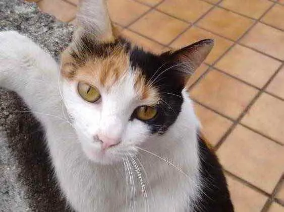 Gato ra a  idade  nome Sem nome