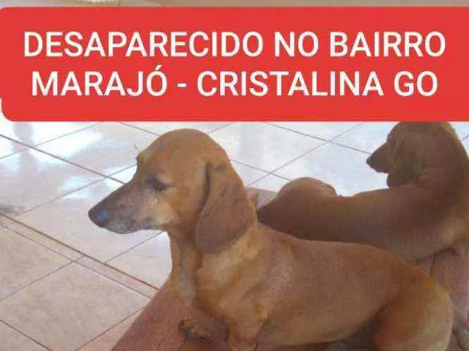 Cachorro ra a Salsicha  idade 3 anos nome FUBÁ 