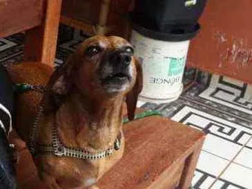 Cachorro ra a Salsicha  idade 3 anos nome FUBÁ 