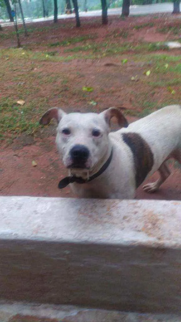 Cachorro ra a Pit Bull idade 3 anos nome Brad Pitt