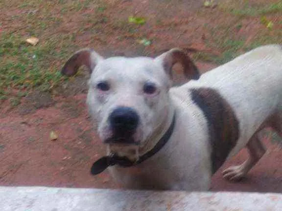 Cachorro ra a Pit Bull idade 3 anos nome Brad Pitt