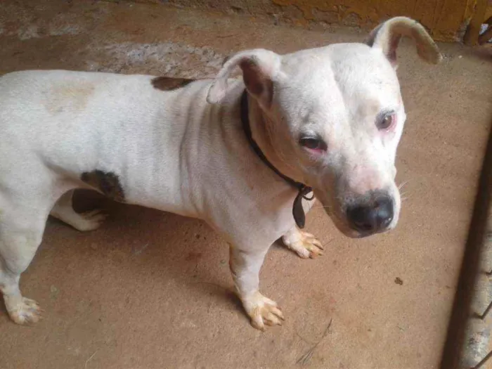 Cachorro ra a Pit Bull idade 3 anos nome Brad Pitt