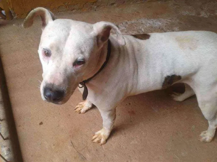Cachorro ra a Pit Bull idade 3 anos nome Brad Pitt