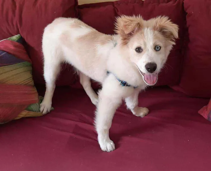 Cachorro raça Pastor Alemão com poodle idade 7 a 11 meses nome Théo