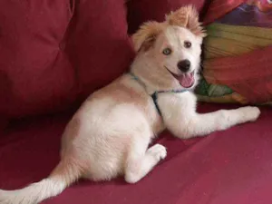 Cachorro raça Pastor Alemão com poodle idade 7 a 11 meses nome Théo