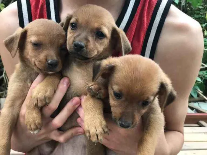 Cachorro ra a Vira lata  idade 2 a 6 meses nome Sem nome ainda 