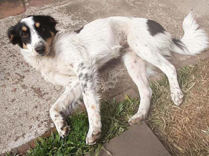 Cachorro ra a Sem raça definida idade 7 a 11 meses nome Lili