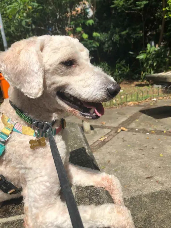 Cachorro ra a Poodle  idade 1 ano nome Billy