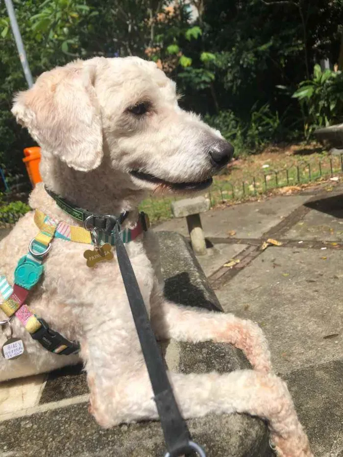 Cachorro ra a Poodle  idade 1 ano nome Billy