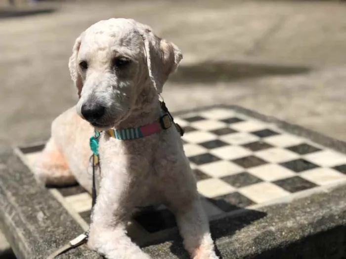 Cachorro ra a Poodle  idade 1 ano nome Billy