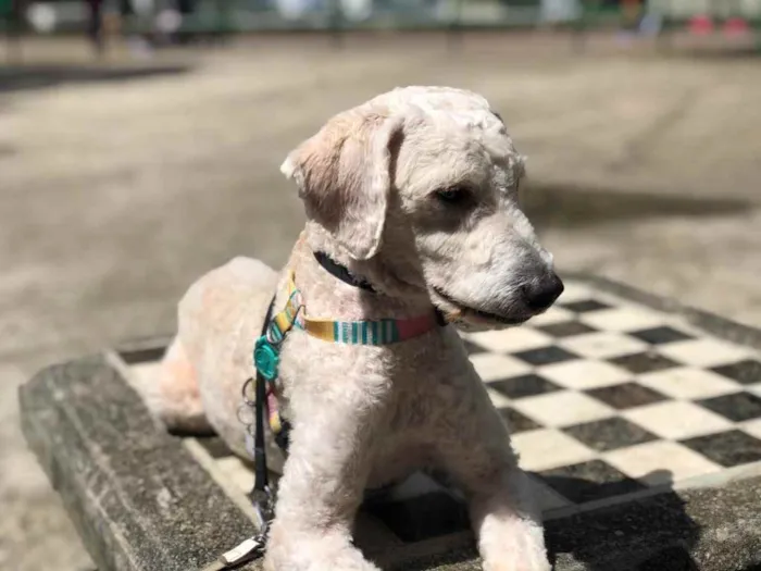 Cachorro ra a Poodle  idade 1 ano nome Billy
