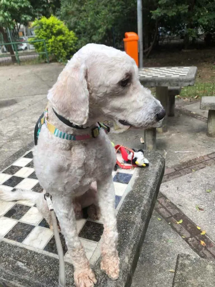 Cachorro ra a Poodle  idade 1 ano nome Billy