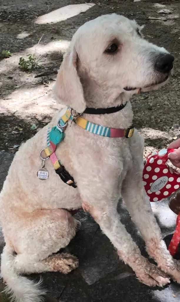 Cachorro ra a Poodle  idade 1 ano nome Billy