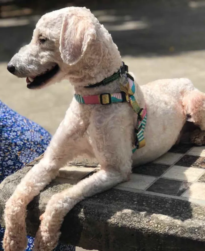 Cachorro ra a Poodle  idade 1 ano nome Billy