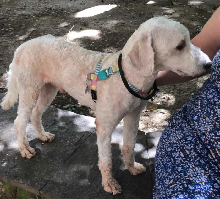 Cachorro ra a Poodle  idade 1 ano nome Billy