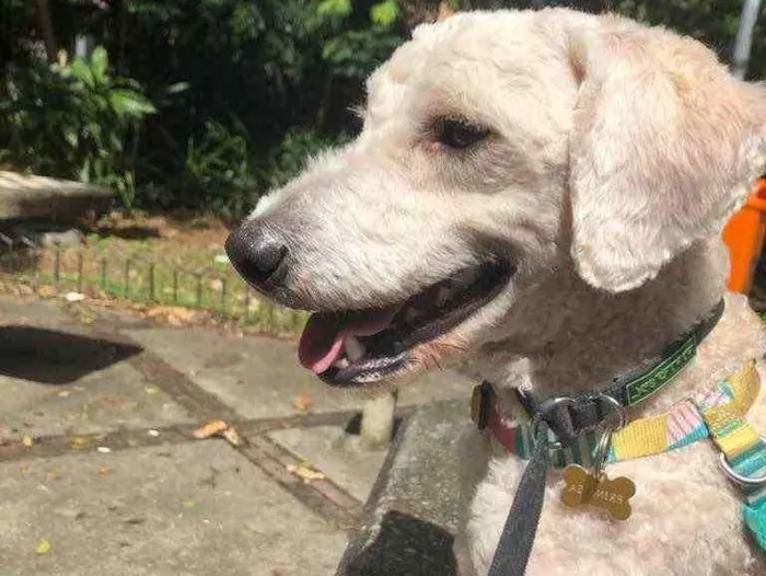 Cachorro ra a Poodle  idade 1 ano nome Billy