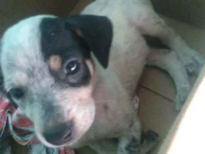 Cachorro raça Mistura com dalmata idade Abaixo de 2 meses nome Moly