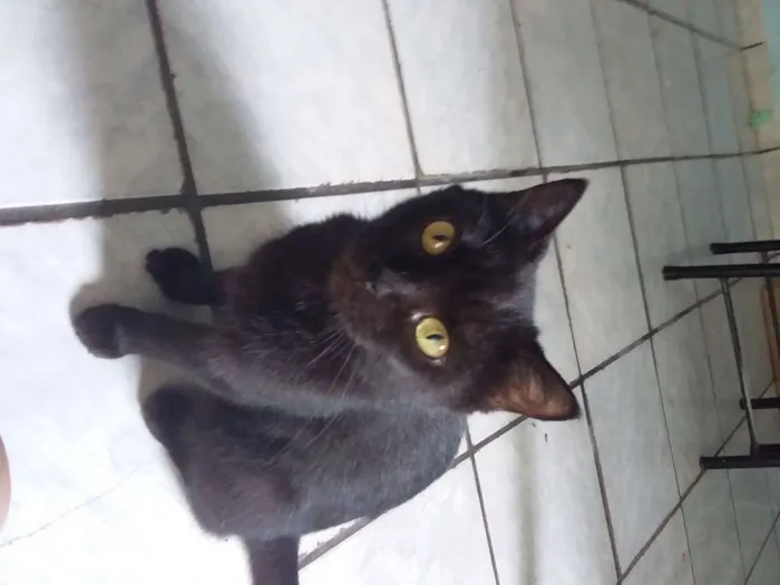 Gato ra a  idade Abaixo de 2 meses nome Sem nome ainda