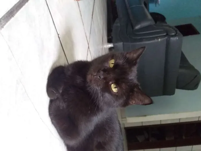 Gato ra a  idade Abaixo de 2 meses nome Sem nome ainda