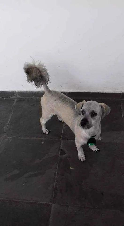 Cachorro ra a Ilhasa idade 3 anos nome Boris