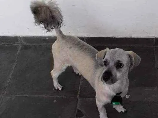 Cachorro ra a Ilhasa idade 3 anos nome Boris